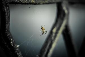 How to Keep Spiders Out of the Garage recent article image